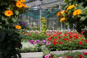 Sommerblumen für Garten, Balkon und Terrasse...