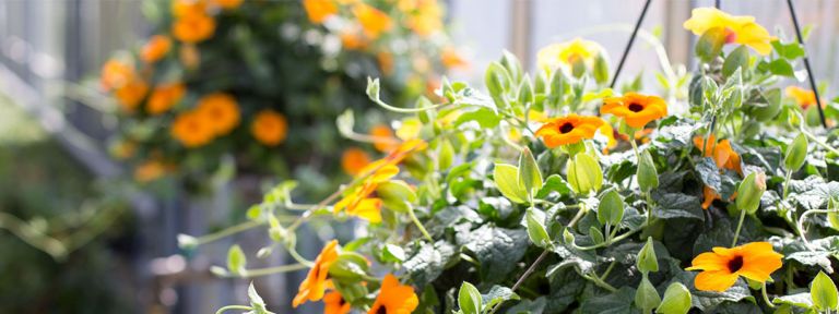 Sommerblumenzeit 