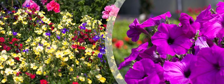 Sommer-Pflanzzeit-Petunie